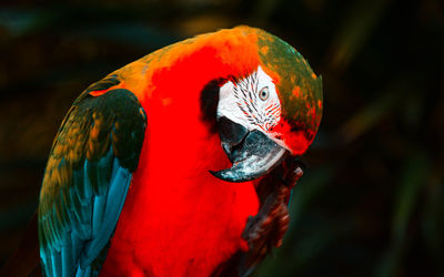 Close-up of parrot