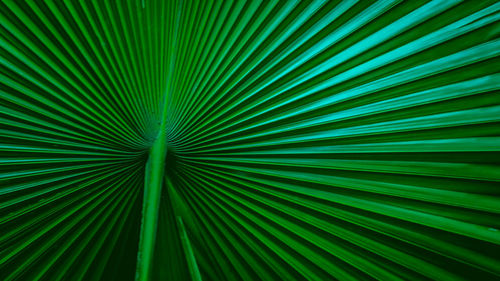 Full frame shot of palm leaves