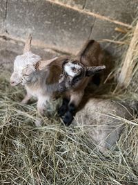 Full length of a goat on field