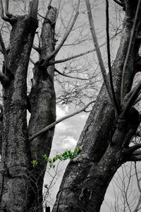 Close-up of tree against sky