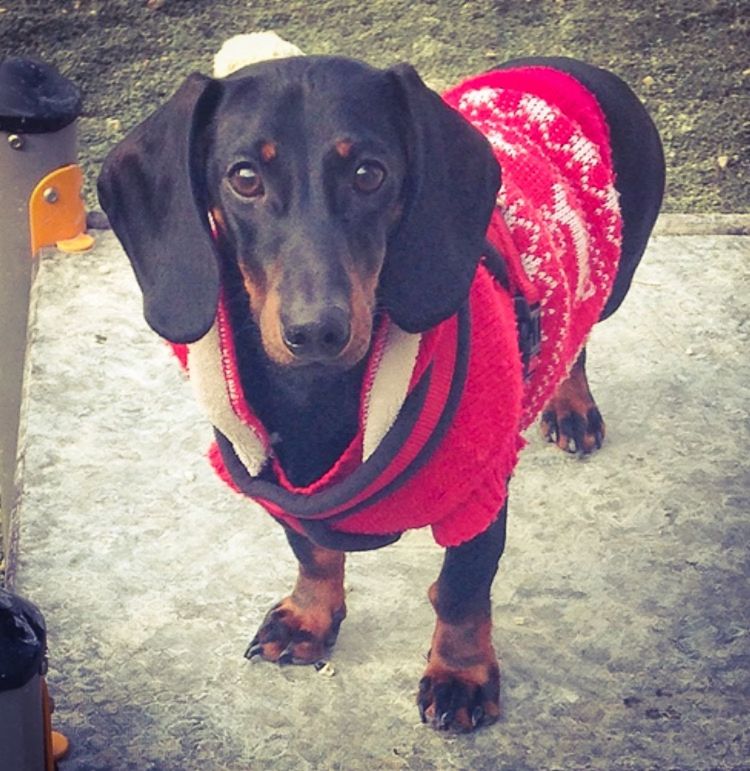 dog, pets, domestic animals, one animal, animal themes, portrait, looking at camera, mammal, high angle view, red, black color, pet collar, standing, animal head, close-up, sitting, front view, full length, day, outdoors