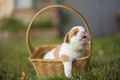 American bulldog puppy in a basket