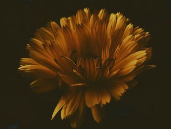 Close-up of flower against black background