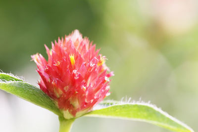 Close-up of red flower