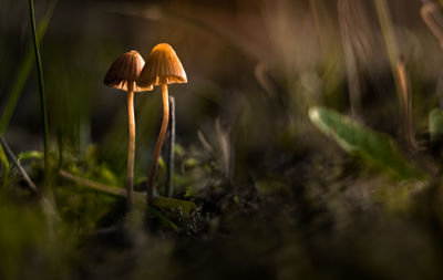 Close-up of mushroom growing outdoors