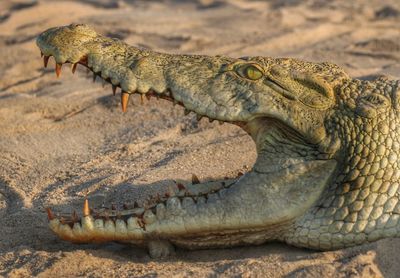 Close-up of crocodile on shore