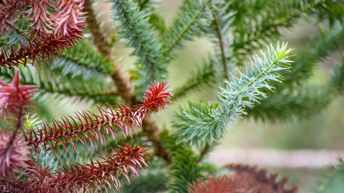 Close-up of pine tree