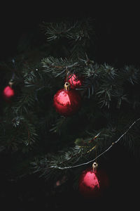 Close-up of christmas tree