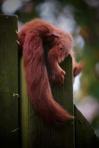 Close-up of monkey sitting on wood