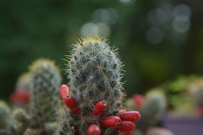 Close-up of succulent plant