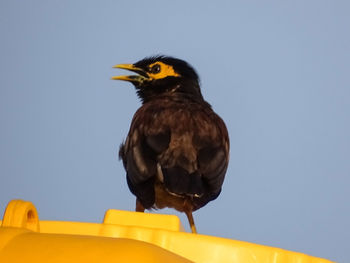 Low angle view of bird perching against the sky