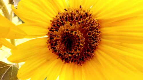 Close-up of fresh yellow flower blooming outdoors