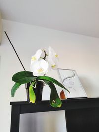 Close-up of white flower vase on table