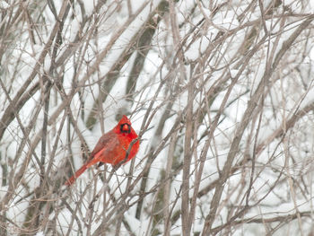 Bird perching on snow covered tree