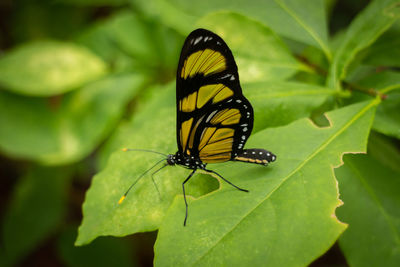 Close-up of butterfly on leaf