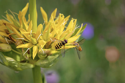 Close-up of bee pollinating on flower