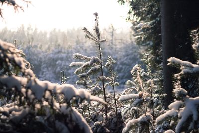 Snow covered trees in forest