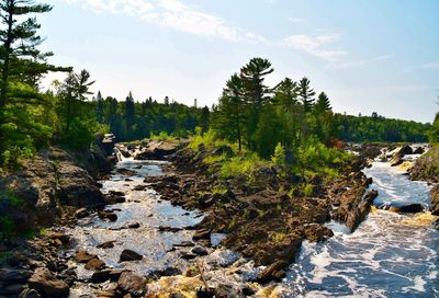 Scenic view of stream amidst trees against sky