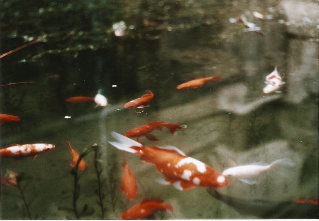 VIEW OF FISH IN SEA