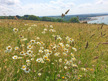 Scenic view of flowering plants on field against sky