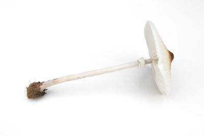 High angle view of wood on white background