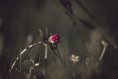 Close-up of pink flower on field