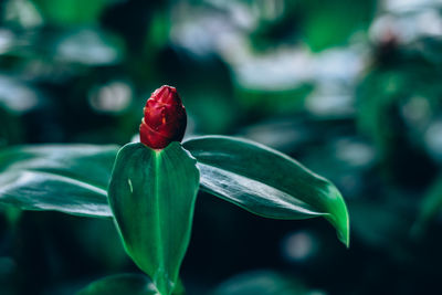 Close-up of red flower blooming outdoors