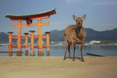 Wild little deer standing on beach accross itsukushima shrine in miyajima island