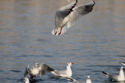 Seagulls flying over sea