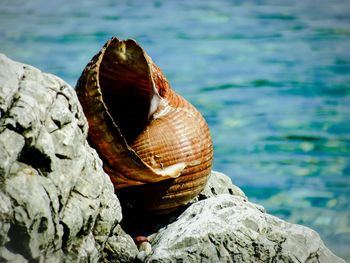 Close-up of snail on sea shore