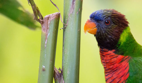 Close-up of parrot perching on leaf