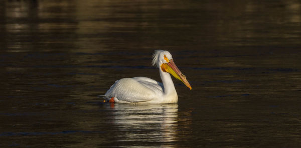 View of duck swimming in lake