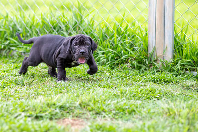 Portrait of a dog on field