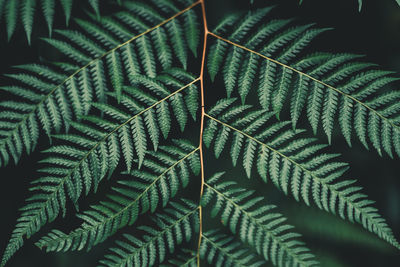 Close-up of plants