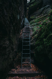 Staircase in forest