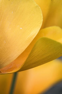 Close-up of yellow flower