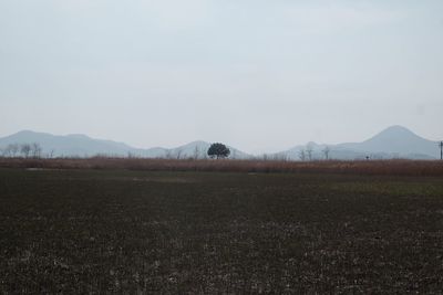 Scenic view of field against sky