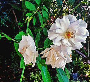 Close-up of white flowers