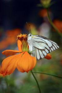 Close-up of butterfly pollinating on flower