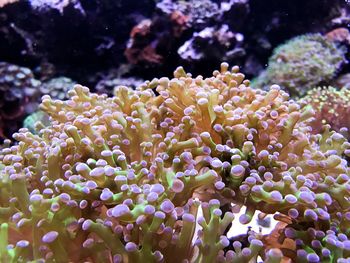 Close-up of coral in sea