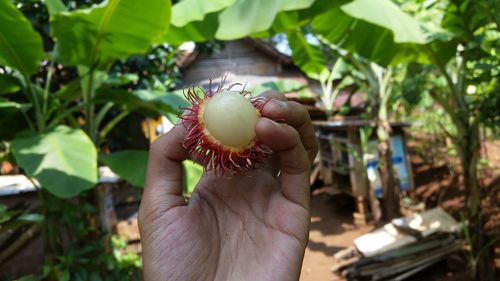 Close-up of hand holding fruit