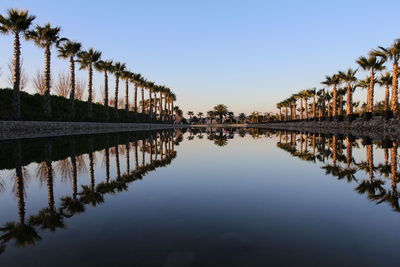 Reflection of palm trees in river