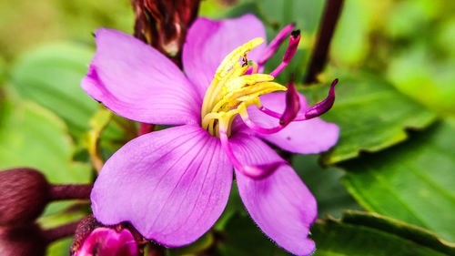 Close-up of pink flowering plant