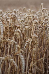 Close-up of wheat growing on field