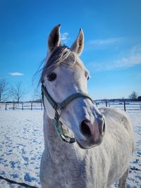 White hourse in snowy pasture