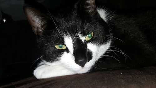 Close-up portrait of cat