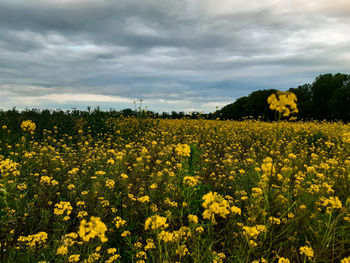 Scenic view of oilseed rape field against cloudy sky