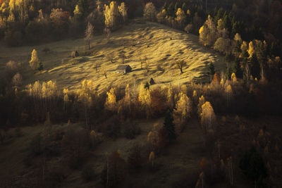 View of birds on land