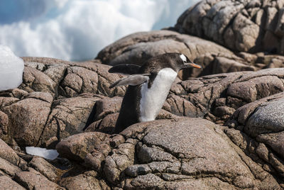 Close-up of bird on rock