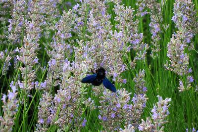 Bee pollinating on purple flowering plants